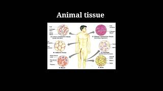 Epithelial tissue  types and functions  class 9  padhaicom shorts [upl. by Hemingway]