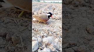 Bird red wattled lapwing [upl. by Navada]