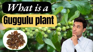 Guggulu  Commiphora mukul  medicinal Plant [upl. by Domash823]