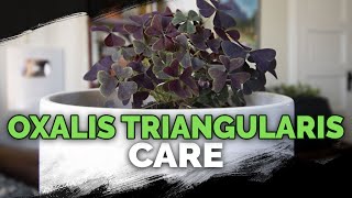 Oxalis Triangularis Care Purple Shamrock A Houseplant You Can Eat [upl. by Viguerie]