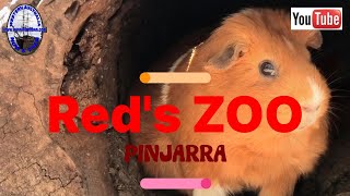 Ranger Reds Zoo  Pinjarra  Western Australia [upl. by Trager]