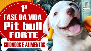 COMO CUIDAR DE FILHOTE DE PITBULL – Com dicas de alimentos  PIT BULL [upl. by Enixam348]