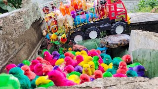 Menangkap ayam lucu ayam warna warni ayam rainbow bebek angsa ikan hias ikan cupang kelinci1 [upl. by Maice]