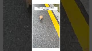 Man Rescued a Kitten that was abandoned and this happened animalshorts [upl. by Amre669]