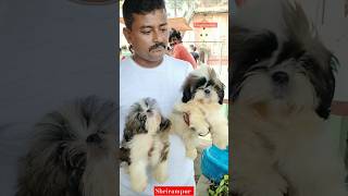 Shrirampur Pet Market Kolkata Lowest price puppy dogGallif Street dogs dog market [upl. by Morty544]