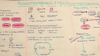 GLUCONEOGENESISBiochemistryPATHWAY AND REGULATION IN 15min  DETAIL [upl. by Emlyn539]