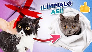 Cómo mantener a TU GATO LIMPIO SIN TENER QUE BAÑARLO 🧼🙀🛁  Rutina de limpieza para gatos [upl. by Swiercz]