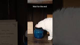 Curiosity got the cat stuck 🤣 lol funny cat funnyvideo curiosity youtubeshorts [upl. by Etnaihc]