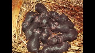 Flemish Giant Newborn babies [upl. by Aufa]