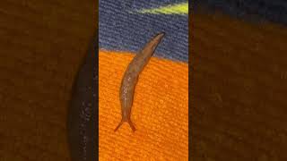 Short Video of a Slug Scientific Name ‘Deroceras reticulatum’ [upl. by Murial502]