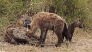 Morning with a Hyena Pup [upl. by Iblehs435]