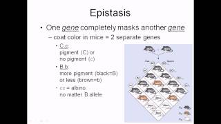 Epistasis [upl. by Bohun]