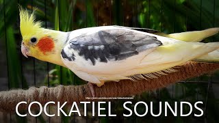 Cockatiel Singing Cockatiel Call Sounds  Male Cockatiel Dono [upl. by Euqinotna]