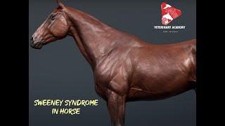 Sweeney Syndrome in Horse [upl. by Petey]