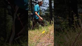 Peaceful hike through the forest kullu [upl. by Woodhead]