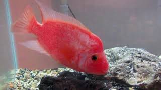 THE RED DEVIL CICHLID  Care Guide amp Info [upl. by Idette]