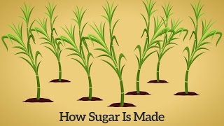 How Cane Sugar Is Made [upl. by Airekahs]