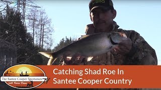 Catching Shad Roe In Santee Cooper Country SCSTV S04E02 [upl. by Hough]