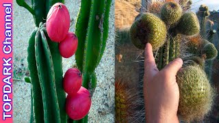 10 Frutos de Cactus que son Comestibles [upl. by Yrocal]