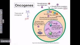 Types of oncogene [upl. by Wilfrid822]