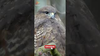 BUZZARD ALARM CALLS shorts buzzards animalsounds birdsong birdsinging [upl. by Bouchard720]