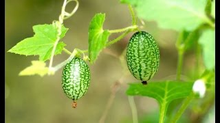 HOW TO GROW CUCAMELONS [upl. by Yoshiko857]