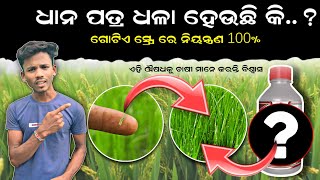 ଧାନ ପତ୍ର ଧଳା  ଲାଲ୍ ହେଉଛି କି  Blast control tricks in paddy [upl. by Uhsoj]