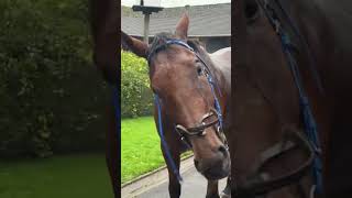 Racehorse makes his Owner Chilled 😎 horseracing racingpost horseowner [upl. by Belva647]