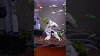 Cute fish fish danios guppiesfish nicedesign fishpet aquariumpets [upl. by Shaya]