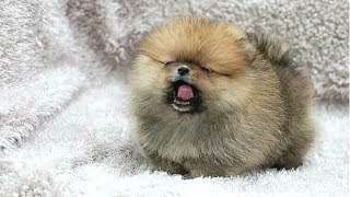 PUPPIES BARKING  Cute Puppy Barking Videos Compilation  DOGS BARKING VIDEOS [upl. by Fotina]