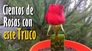 Cientos de ROSAS con este TRUCO infalible [upl. by Elleined]