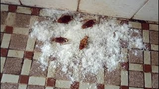 How To Get Rid of All Cockroaches Overnight amp Permanently Just By Using Baking Soda [upl. by Chas817]