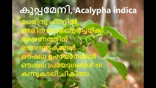 കുപ്പമേനി  Acalypha indica  പൂച്ചമയക്കി  Indian acalypha  kuppameni  kuppaimeni  Indian Nettle [upl. by Zoldi]