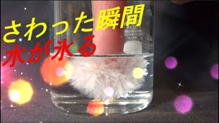 おもしろ科学実験 さわった瞬間水が氷る crystallize it in an instant [upl. by Yllut762]