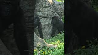 Gorilla gorilla gorilla 西部低地大猩猩 Taipei Zoo [upl. by Rie]