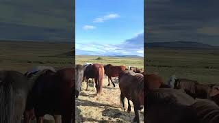 Amazing Sites On Our Horseback Ride  🇮🇸 🐴 iceland horses [upl. by Parnell587]