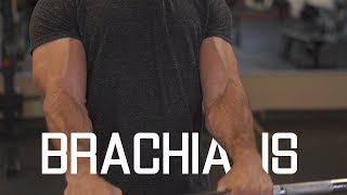 How To Grow WiderThicker Biceps  Brachialis Exercises [upl. by Nudnarb]