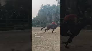 Hores Lover horse allindiamarwarihorsesocietyaa viralvideo [upl. by Lupiv]