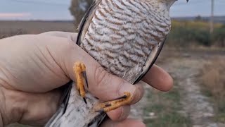 🔥Мега  ХИТ🔥Ястреб ПЕРЕПЕЛЯТНИК самец🦅🦅🦅Обзор 🤘🤘🤘Accipiter nisus🤘🤘🤘sparrowhawk [upl. by Hekking]