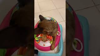 🐶👍🏼you have baby but I have Rusty❤️🐶 funny cutebaby baby funnycute funnymoment [upl. by Aslin]