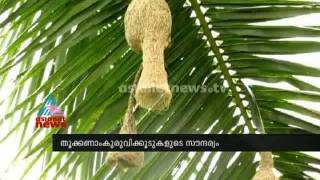 Group of Thookkanam Kuruvis Nesting in Munderi near Kannur [upl. by Sherfield]