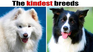 9 Kindest dog breeds in the world [upl. by Simsar]