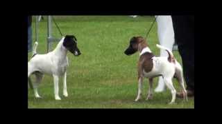 European Royal Fox Terrier Winner Show 2012 [upl. by Ayerhs679]