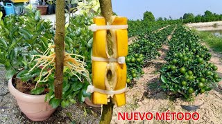 Ten Cientos de Plantas de limón con Muchos Frutos en poco tiempo  Nuevo Método para Propagar Limón [upl. by Inuat328]