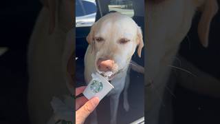 Dog Cast In Starbucks Milk Mustache Commerical cute funny labradorretriever [upl. by Hailahk]