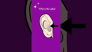 Ear Anatomy 🦻👂🦻ear essential science anatomy ytshorts medicalexam [upl. by Lenuahs749]