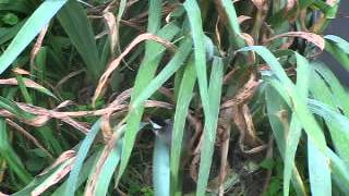 Baby Chickadee Learning How To Fly Fluttering To Old Red Barn [upl. by Ruddie]