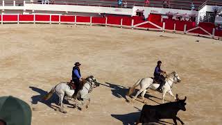 Spectacle Camarguais  Les arènes de Saintes Maries de La Mer  14 juin 2024 [upl. by Assereht]