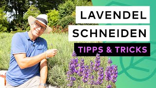 Lavendel schneiden  Tipps amp Tricks [upl. by Bunch]