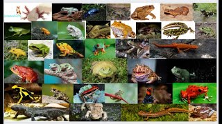 Amphibian Animals Name in English for preschoolers kidslearning animals amphibians [upl. by Burgwell]